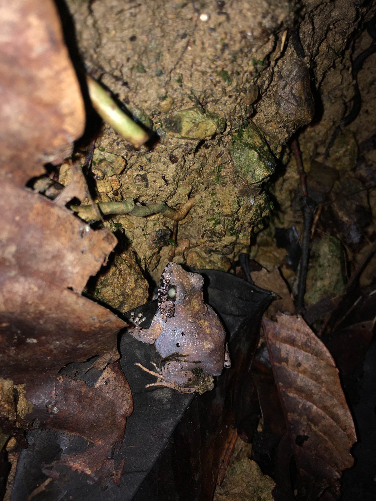 Charles Darwin's Frog