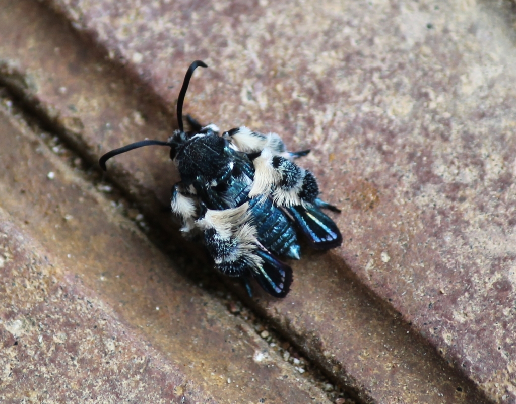 Oriental Blue Clearwing