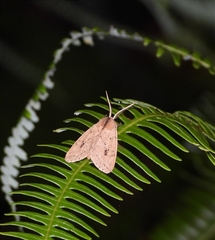 Spilosoma cervina