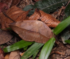 Hypopyra pudens