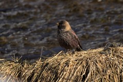 Leucosticte arctoa brunneonucha