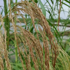 Phragmites karka