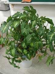 Syngonium podophyllum