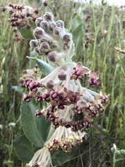 Asclepias californica