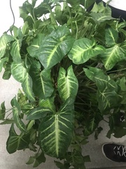 Syngonium podophyllum