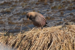 Leucosticte arctoa brunneonucha