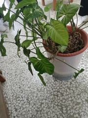 Syngonium podophyllum