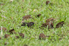 Passer montanus malaccensis