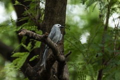 Dicrurus leucophaeus leucogenis
