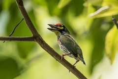 Psilopogon haemacephalus indicus