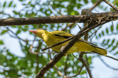 Oriolus chinensis diffusus