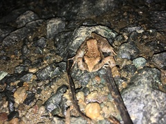 Minervarya andamanensis