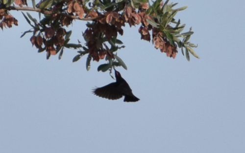 Amethyst Sunbird