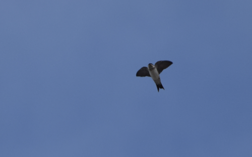Gray-rumped Swallow