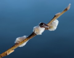 Salix schwerinii