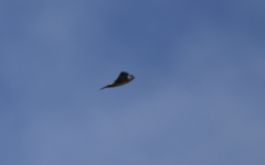 Pseudhirundo griseopyga