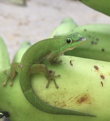 Phelsuma andamanensis