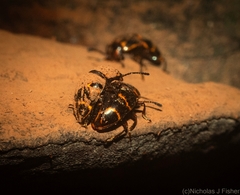 Episcaphula tamburinea