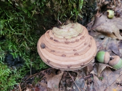 Bolitotherus cornutus