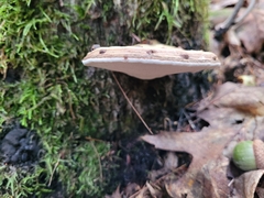 Bolitotherus cornutus
