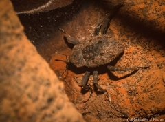 Paleticus quadraticollis