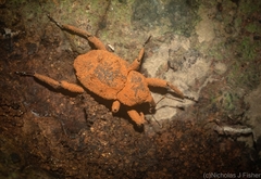 Paleticus quadraticollis