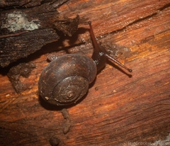 Ramogenia challengeri