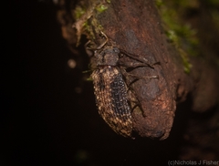 Strongylium fuscovestitum