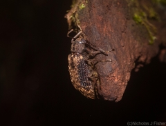 Strongylium fuscovestitum