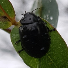 Paropsisterna angustipes