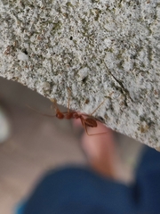 Oecophylla smaragdina