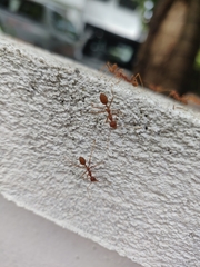 Oecophylla smaragdina