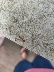 Oecophylla smaragdina