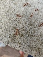 Oecophylla smaragdina