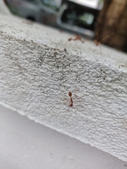 Oecophylla smaragdina