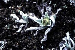 Antennaria alpina