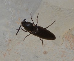 Deilelater physoderus