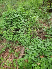 Aristolochia littoralis