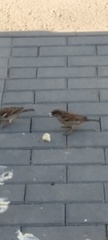 Passer domesticus