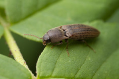 Agriotes lineatus