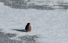 Pyrrhula pyrrhula cassinii