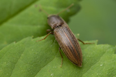 Agriotes lineatus