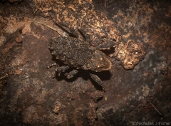 Poropterus variabilis