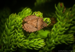 Platycoris bipunctatus
