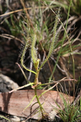 Drosera serpens