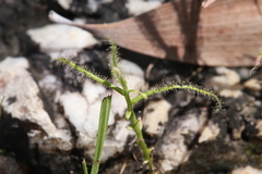Drosera serpens
