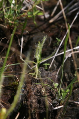 Drosera serpens
