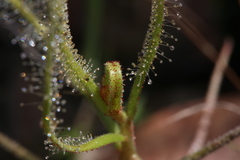 Drosera serpens