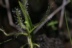 Drosera serpens