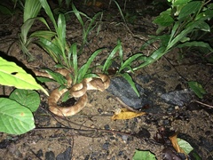 Trimeresurus andersonii